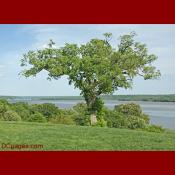 Ancient tree at Mount Vernon Estate