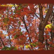 Autumn leaves of a Northern Red Oak living near the Thomas Jefferson Memorial. Fall weather conditions favoring formation of brilliant red autumn color are warm sunny days followed by cool, nights with temperatures below 45o F.  

