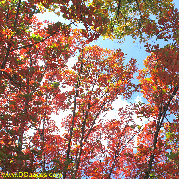 Autumn oak leaves. Much sugar is made in the leaves during the daytime, but cool nights prevent movement of, sugar from the leaves. From the sugars trapped in the leaves the red pigment called anthocyanin is formed.