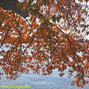 Yoshino cherry tree foliage.
