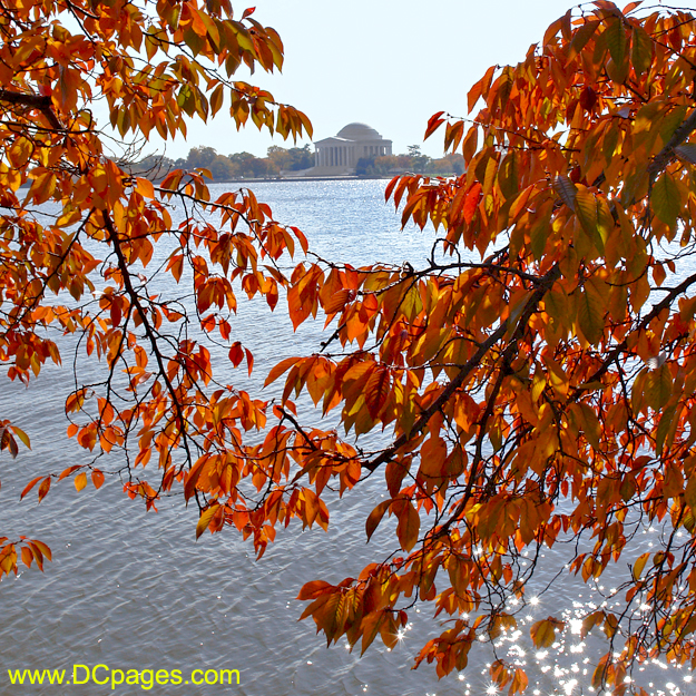 Yoshino cherry tree foliage.