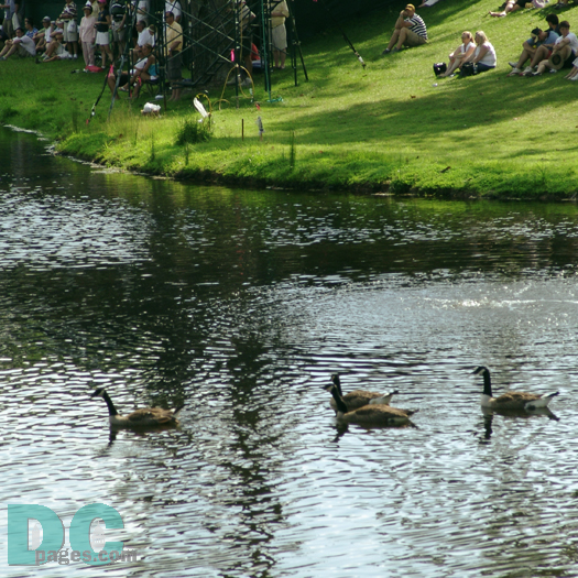 Geese enjoy watching the Booz Allen Classic