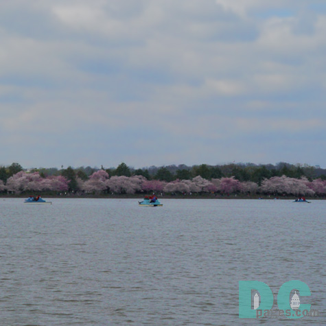 From the shadows of grey and blue cherry blossoms burst with shades of pink. Spring has finally come.