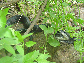 On the way back to the car we spotted a snake.