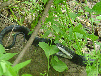 The snake coiling back in a defensive stance.