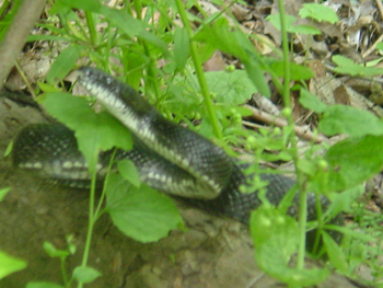 Snake striking.