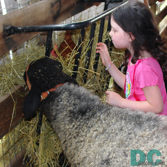 A sheep and child look at a hen nesting in the hay.