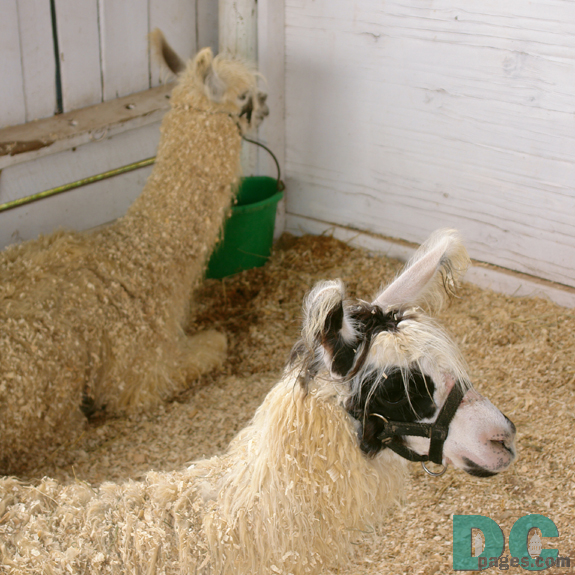 Llamas are beautiful animals.