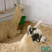 Llamas are beautiful animals.