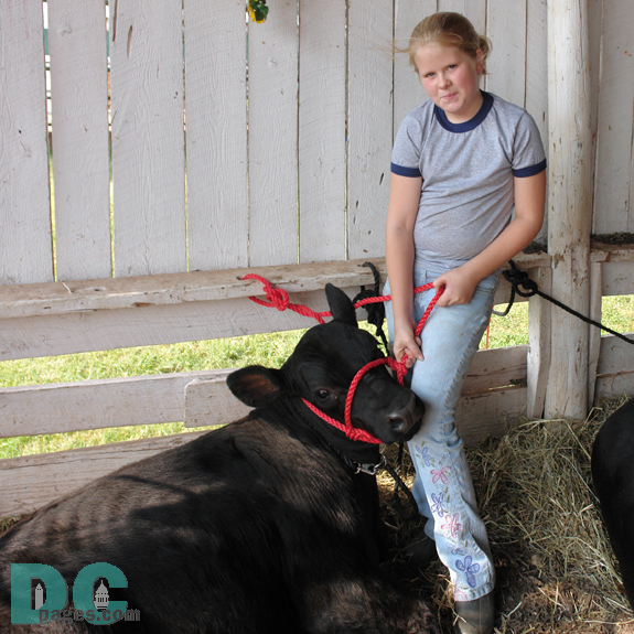Farm girl holds young cow.