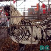 Rooster fair winner.