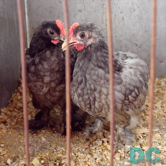 Two baby roosters.