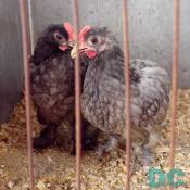Two baby roosters.