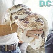 Look at this great pattern! The Pine Snake has a beautiful color pattern on his body.