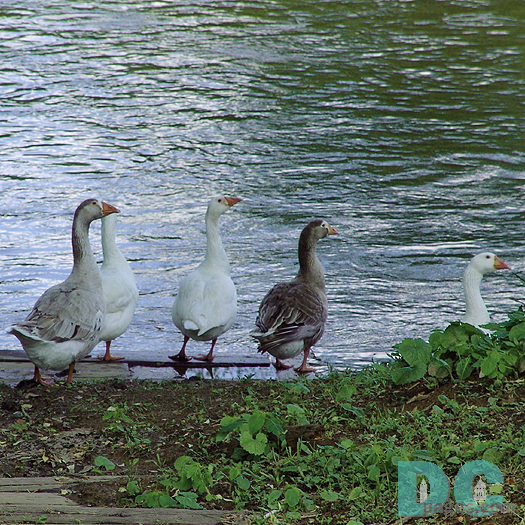 Visitors mingle with resident Canadian Geese which have a nest in the reeds on Willow Lake. The beloved birds are a fixture at the North Fork Resort. Tel.540.636.2995