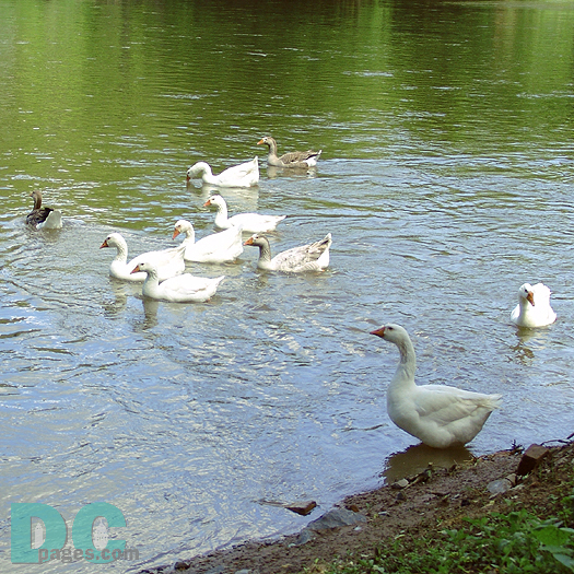 This goose is a little reluctant to get its feathers wet. Tel.540.636.2995