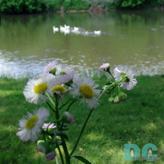 Virginia Oxeye Daisy flowers normally bloom from May to late June in North Fork. Tel.540.636.2995