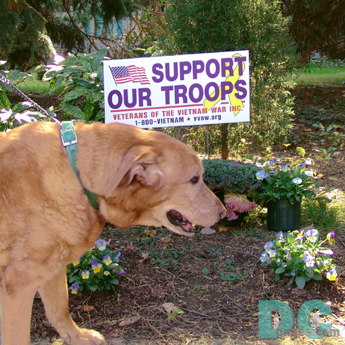 Wiley Supports Ourt Troops