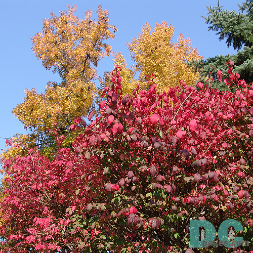 Look at the hues of red and yellow