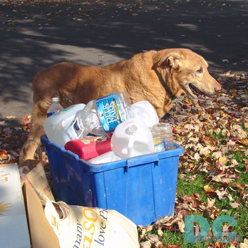 Wiley is happy that these people recycle