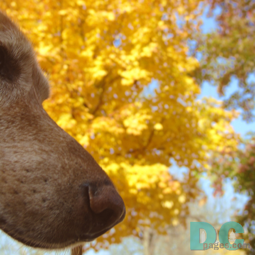 Wiley loves the smell of Autumn