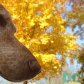 Wiley loves the smell of Autumn