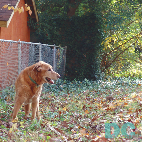 Wiley is getting closer to the voting place.