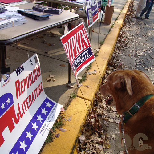 Making a decison on who you are going to vote for can be difficult.