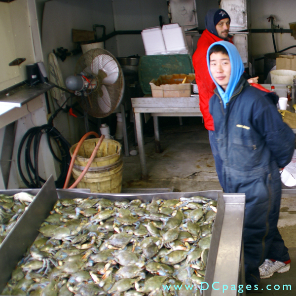 Large crabs can be bought at Pruitt Seafood.