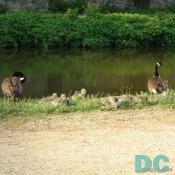 DSC00707