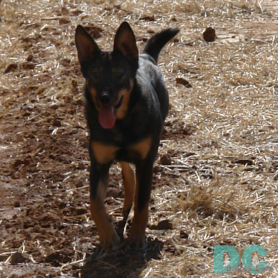 DCPages star reporter, Denali, went to visit the new horse back riding program at Celleva's farm. "This place is great!"