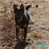 DCPages star reporter, Denali, went to visit the new horse back riding program at Celleva's farm. "This place is great!"