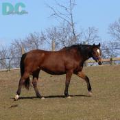 One of the beautiful 24 instructional horses. Calleva also offers boarding and leasing options along with instruction for all ages.