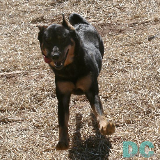 Denali - jumping for joy, "I do not want to go back to the city just yet! Calleva Farm is so much fun." 