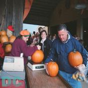 We have to move fast to get all the pumpkins checked out.