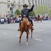 2003 Cherry Blossom Festival: Those on four legs are afforded an even better view of the celebration. 