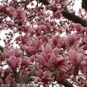 Magnolia X soulangeana (Saucer Magnolia) - Also called Tulip Magnolia or Tulip Tree has large white and pink flowers that bloom throughout Washington DC in early Spring.