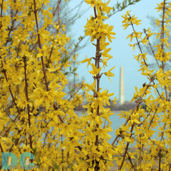 Forsythia flower view of the Washington Monument.