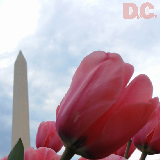 Tulip view of the Washington Monument.