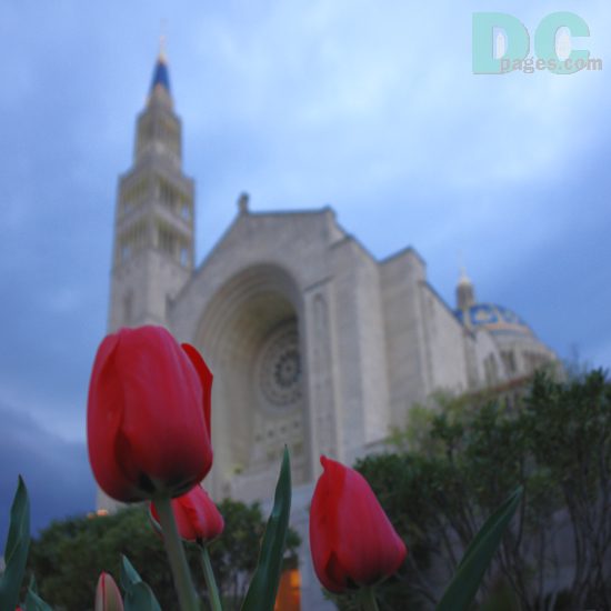 Tulip view of the National Shrine of the Immaculate Conception.