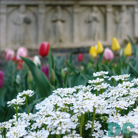 National Cathedral garden.