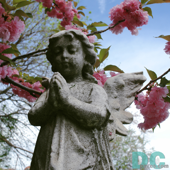 Easter cherry blossom flowers surround a marble angel.