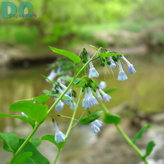 Baby blue wild flower in Rock Creek Park.