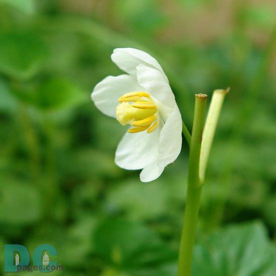 White wild flower found in Rock Creek Park.