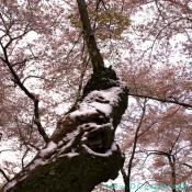 Snow covered cherry trees.