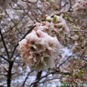 Snow covered cherry trees.
