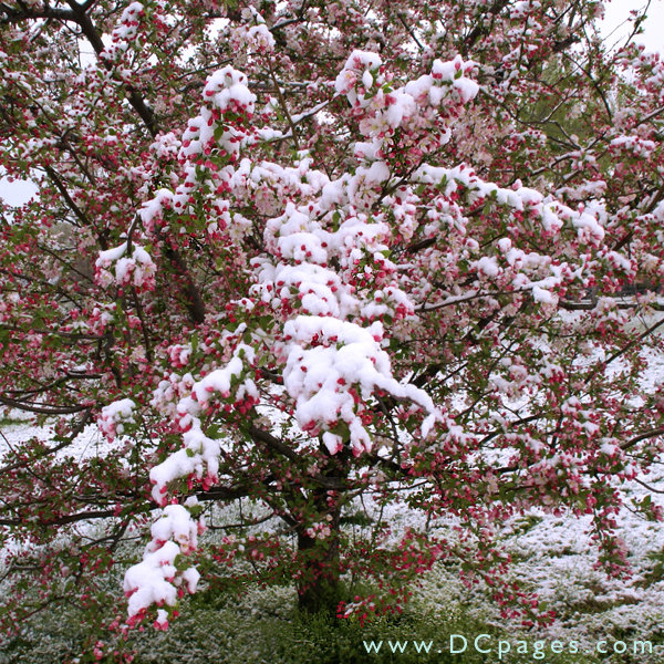 Snow covered Crab Apple blossoms.