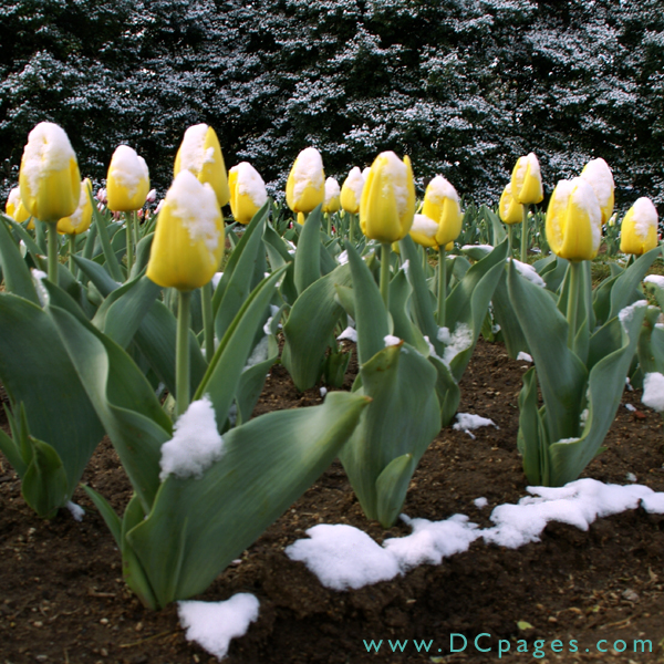 Bed of yellow Tulips.