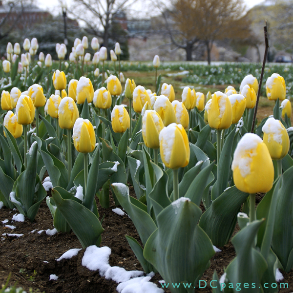 Bed of yellow Tulips.