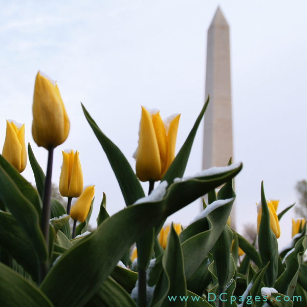 Bed of yellow Tulips.